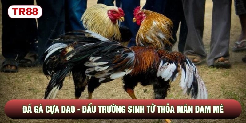 Đá Gà Cựa Dao - Đấu Trường Sinh Tử Thỏa Mãn Đam Mê Kê Thủ