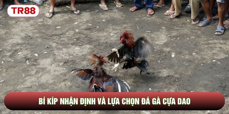 Bí kíp nhận định và lựa chọn đá gà cựa dao Bí kíp nhận định và lựa chọn đá gà cựa dao