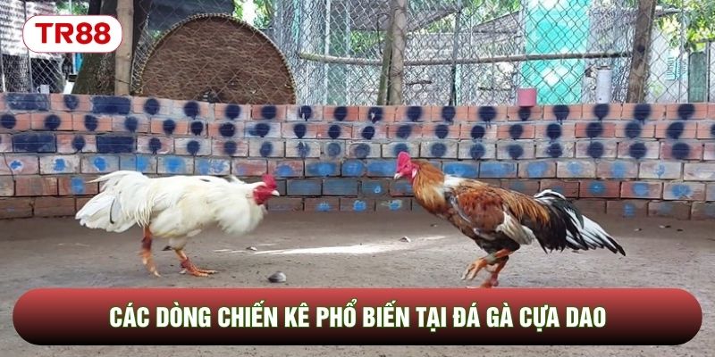 Các dòng chiến kê phổ biến tại đá gà cựa dao Các dòng chiến kê phổ biến tại đá gà cựa dao