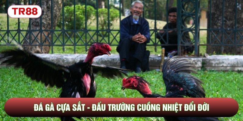 Đá Gà Cựa Sắt - Đấu Trường Trực Tuyến Cuồng Nhiệt Đổi Đời