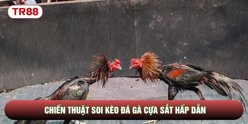 Chiến thuật soi kèo đá gà cựa sắt hấp dẫn Chiến thuật soi kèo đá gà cựa sắt hấp dẫn