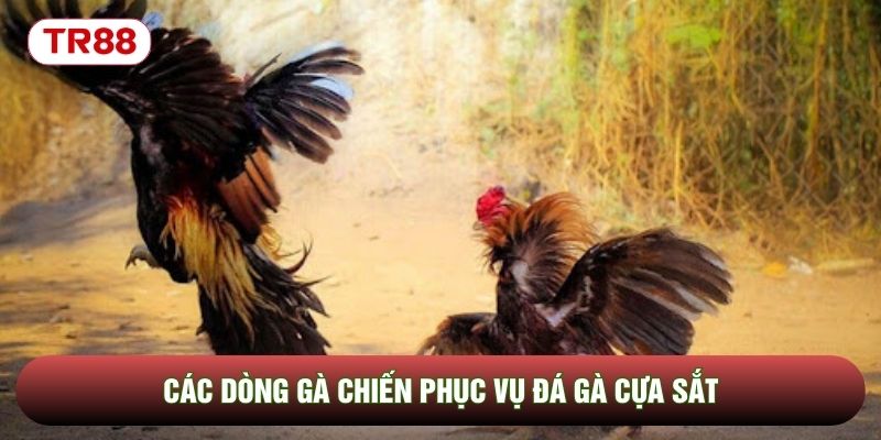 Các dòng gà chiến phục vụ đá gà cựa sắt Các dòng gà chiến phục vụ đá gà cựa sắt