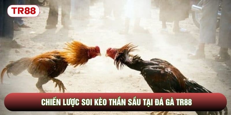 Chiến lược soi kèo thần sầu tại đá gà TR88 Chiến lược soi kèo thần sầu tại đá gà TR88