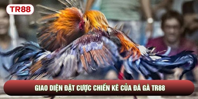 Giao diện đặt cược chiến kê của đá gà TR88 Giao diện đặt cược chiến kê của đá gà TR88