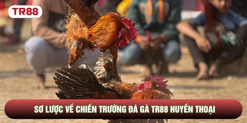 Sơ lược về chiến trường đá gà TR88 huyền thoại Sơ lược về chiến trường đá gà TR88 huyền thoại