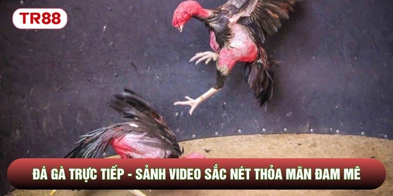Đá Gà Trực Tiếp - Sảnh Quay Video Sắc Nét Thỏa Mãn Đam Mê Kê Thủ