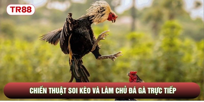 Chiến thuật soi kèo và làm chủ đá gà trực tiếp Chiến thuật soi kèo và làm chủ đá gà trực tiếp