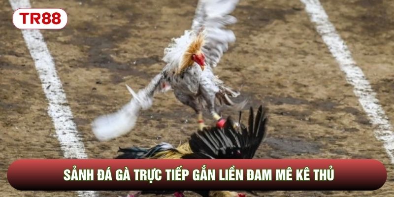 Sảnh đá gà trực tiếp gắn liền đam mê kê thủ Sảnh đá gà trực tiếp gắn liền đam mê kê thủ