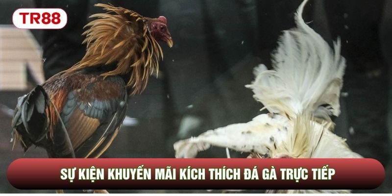Sự kiện khuyến mãi kích thích đá gà trực tiếp Sự kiện khuyến mãi kích thích đá gà trực tiếp